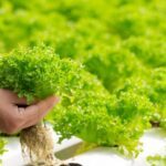 Produce Trends Happening This Year and In the Future